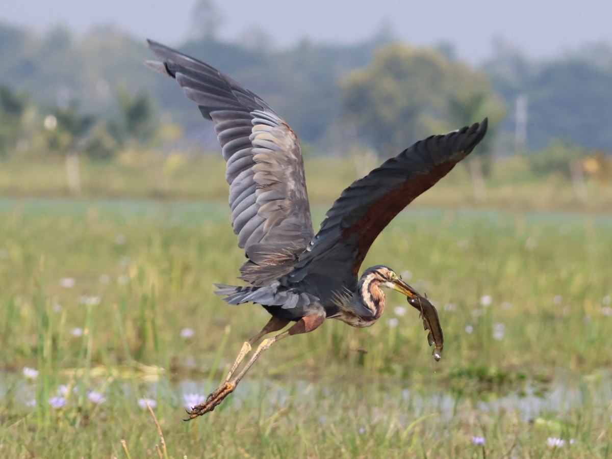 volavka červená - ML645034790