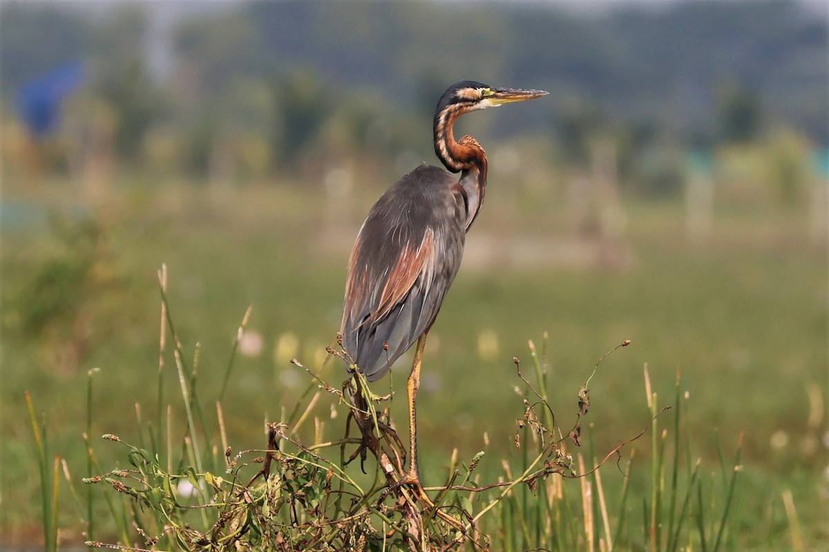 volavka červená - ML645034791