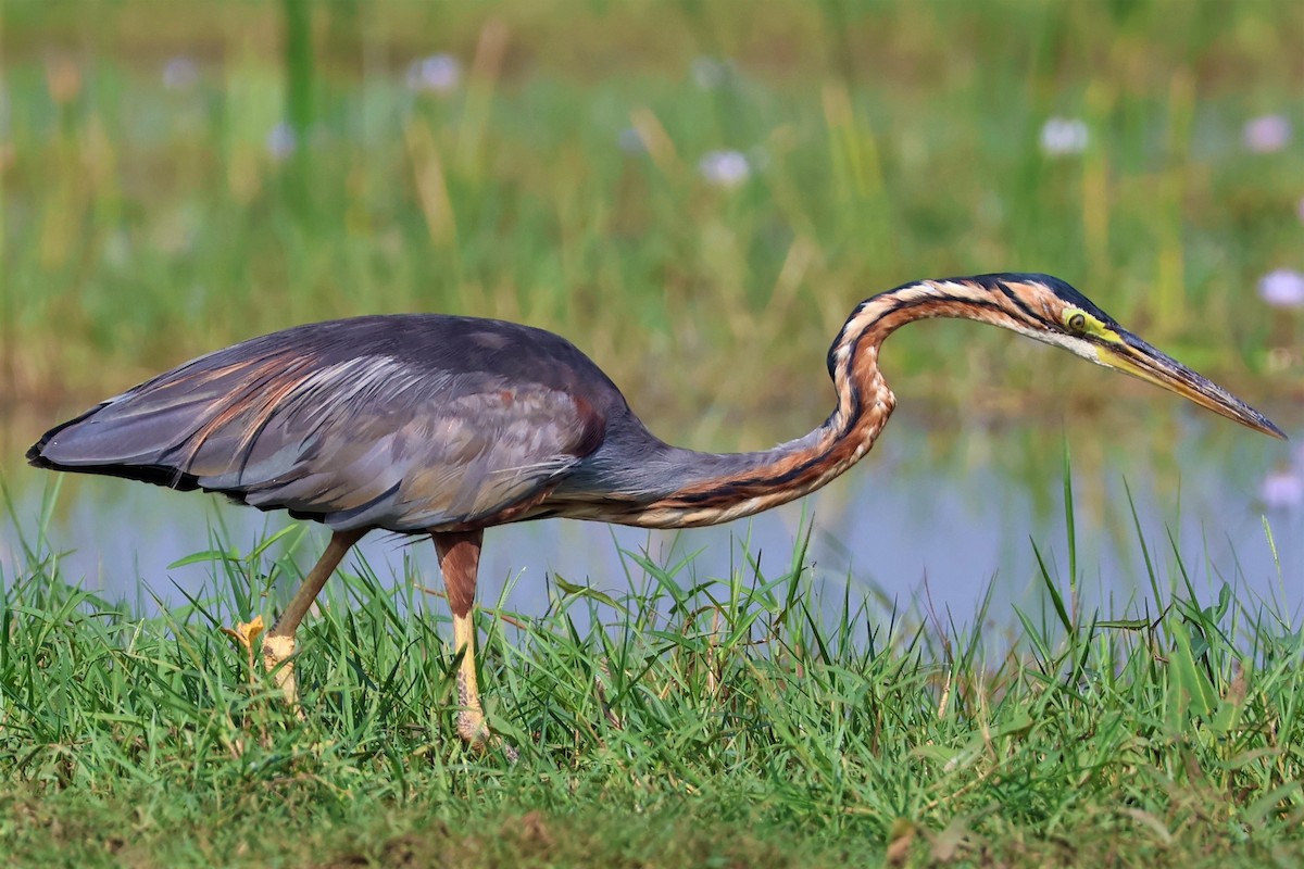 volavka červená - ML645034792