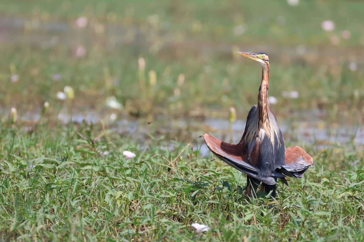 volavka červená - ML645034793