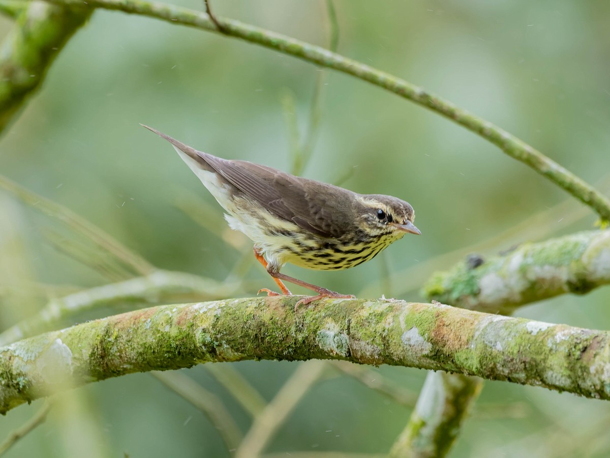 Northern Waterthrush - ML645034798