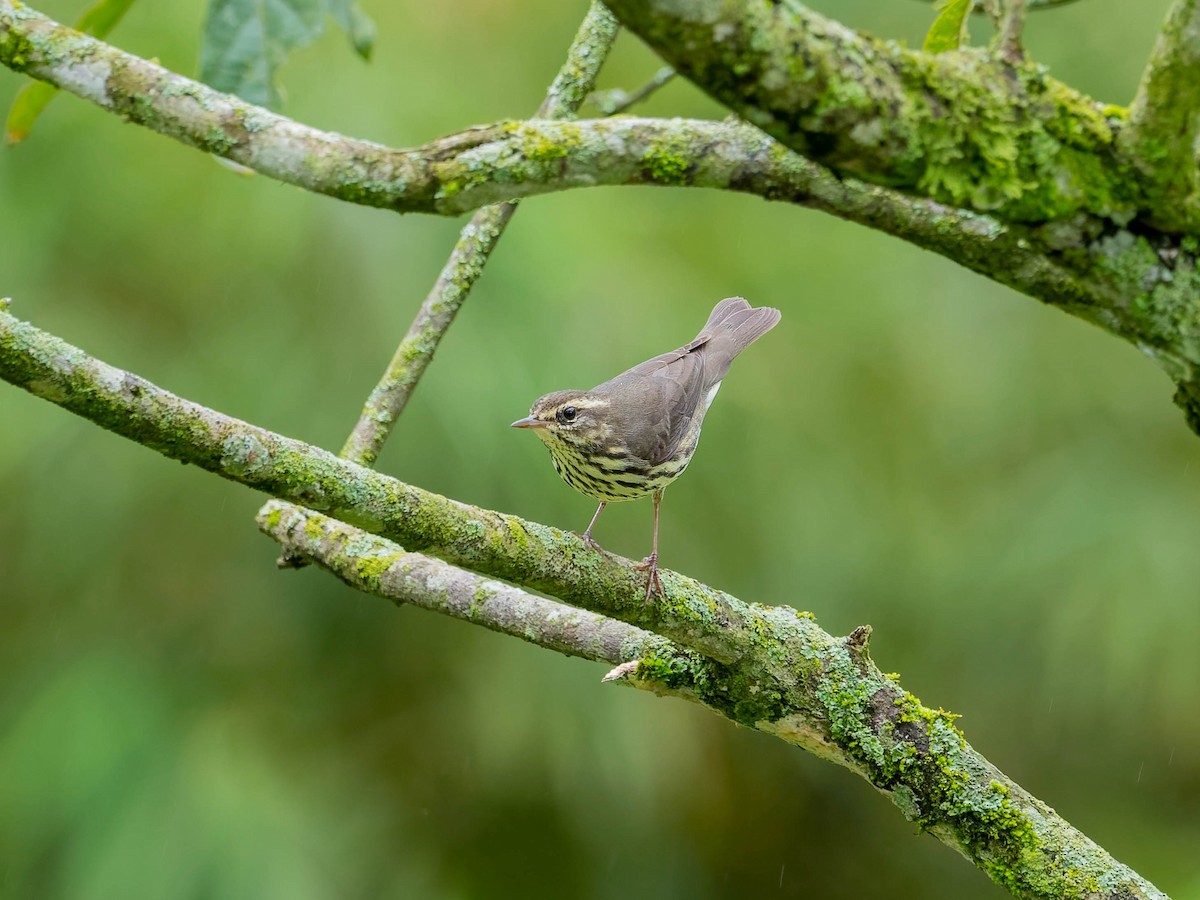 Northern Waterthrush - ML645034799