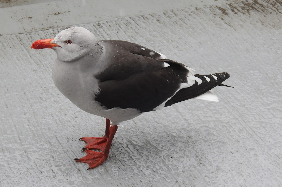 Dolphin Gull - ML645034814