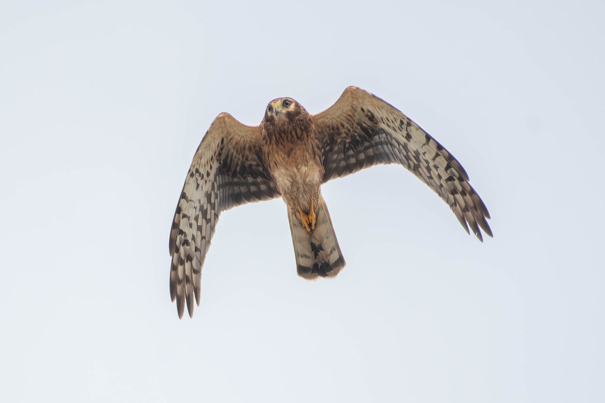 Лунь американський - ML645034815