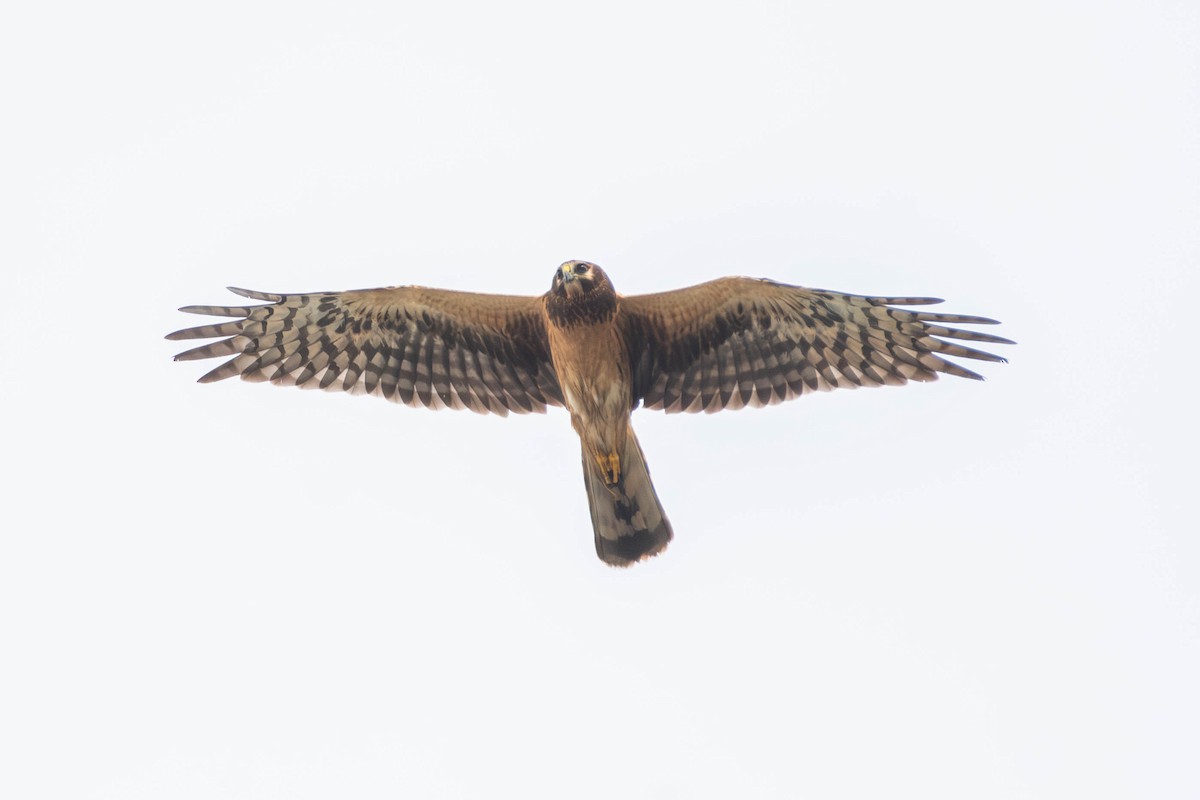 Лунь американський - ML645034816