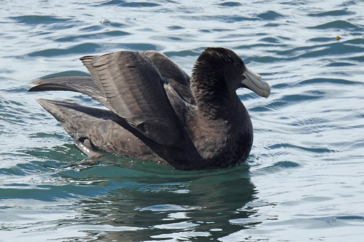 sørkjempepetrell - ML645034851