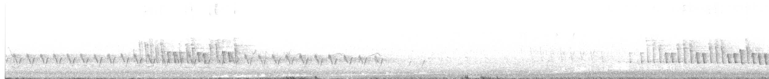 White-winged Triller - ML645034854