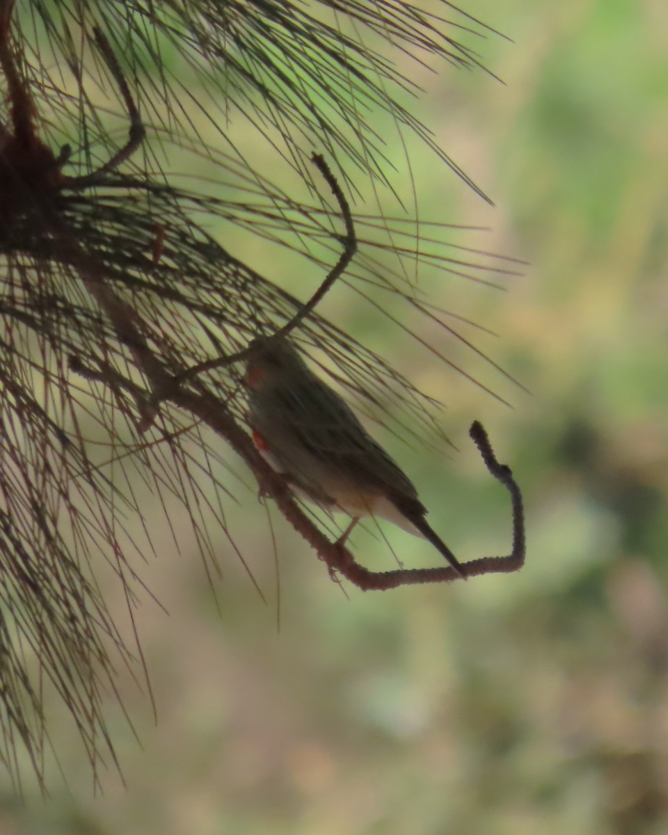 Red Fody - ML645034855