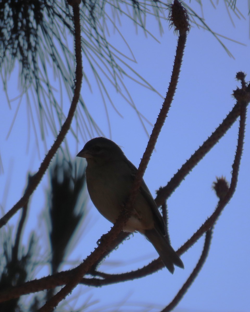 Red Fody - ML645034856