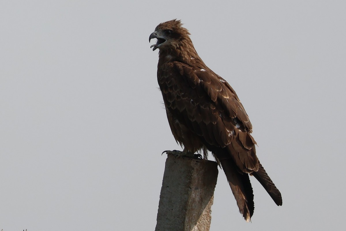 luňák hnědý - ML645034857