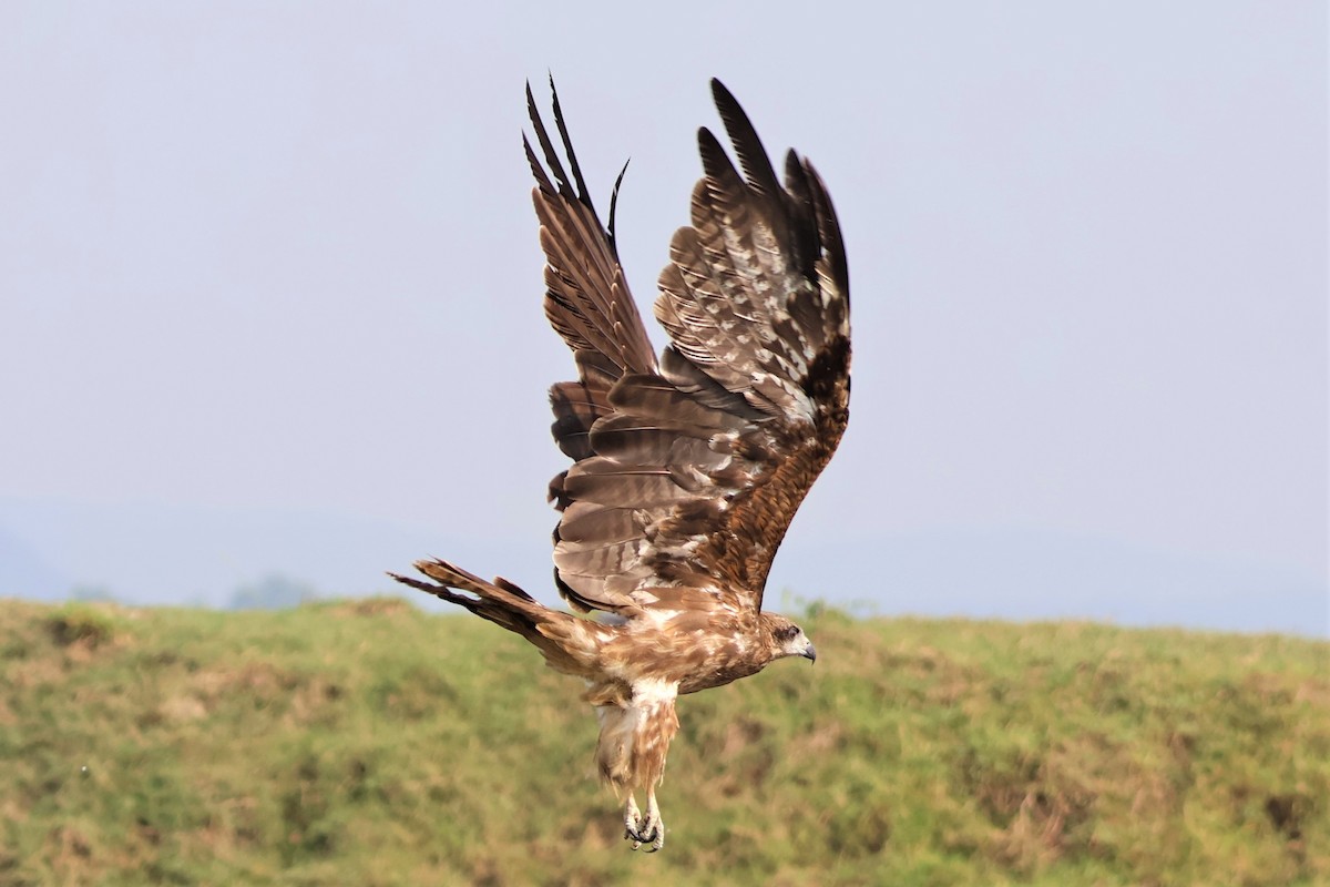 luňák hnědý - ML645034858