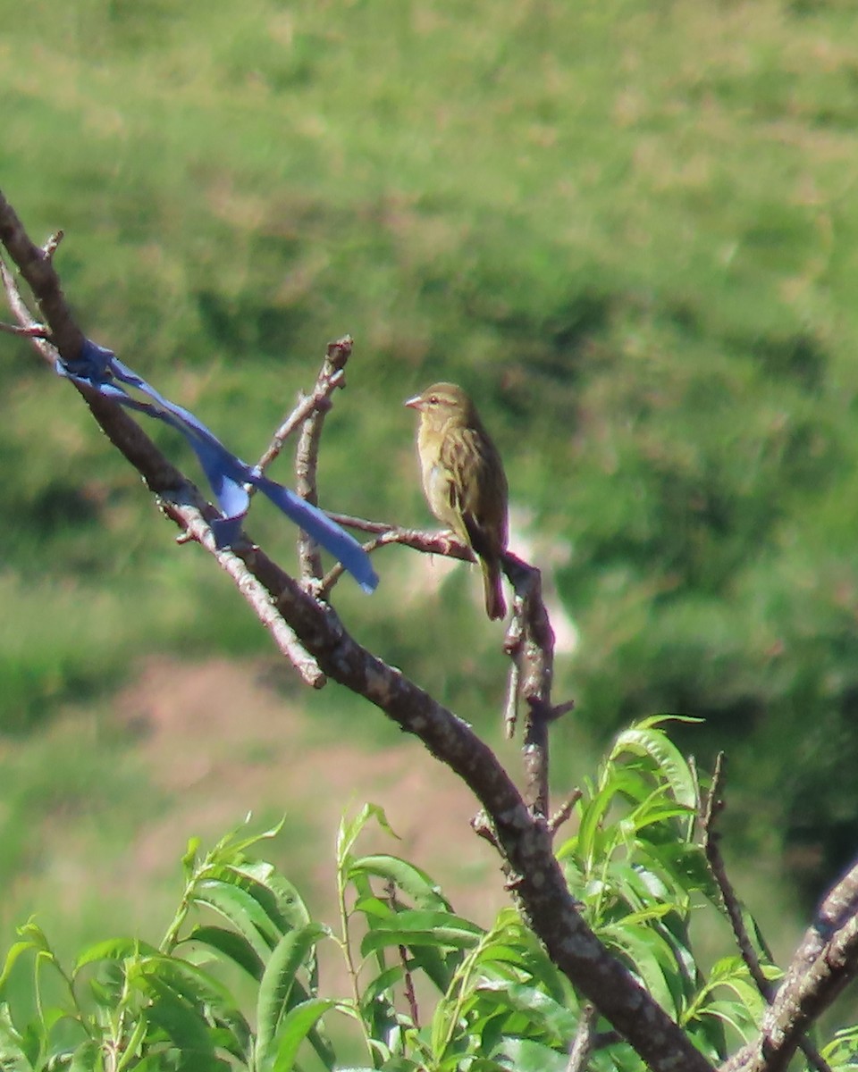 Red Fody - ML645034860