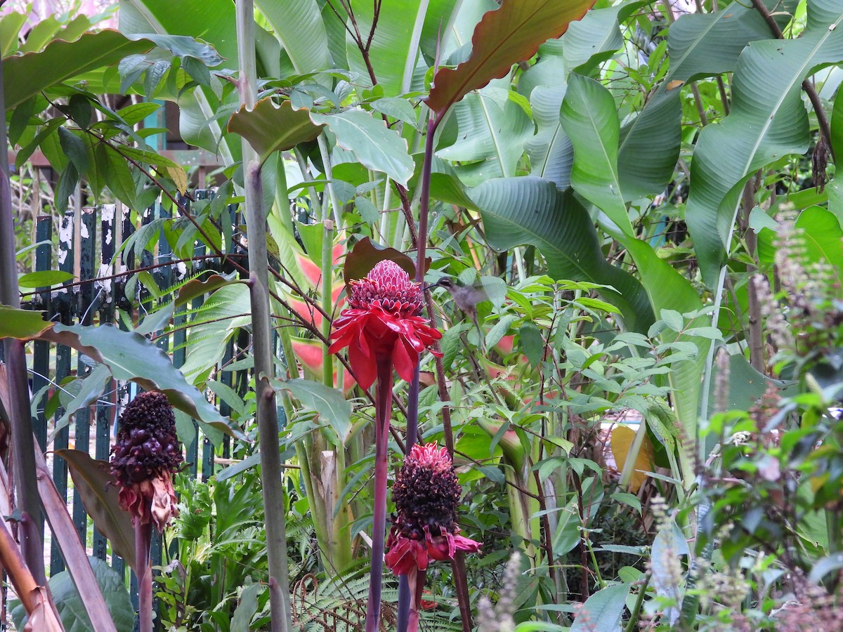 Ерміт світлочеревий - ML645034864