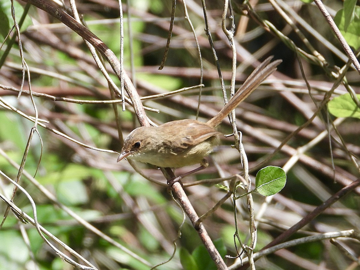 セアカオーストラリアムシクイ - ML645034865