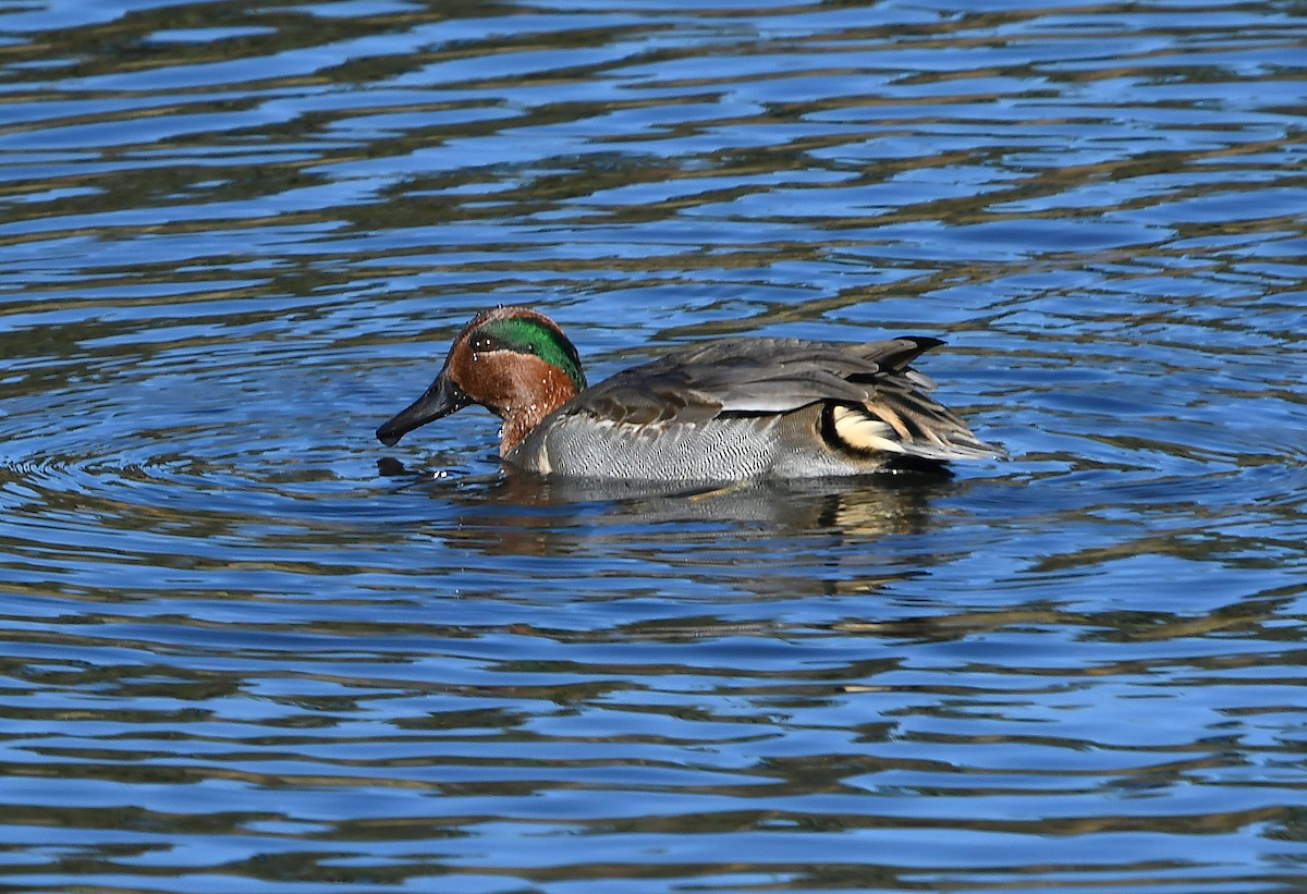 čírka obecná - ML645034870