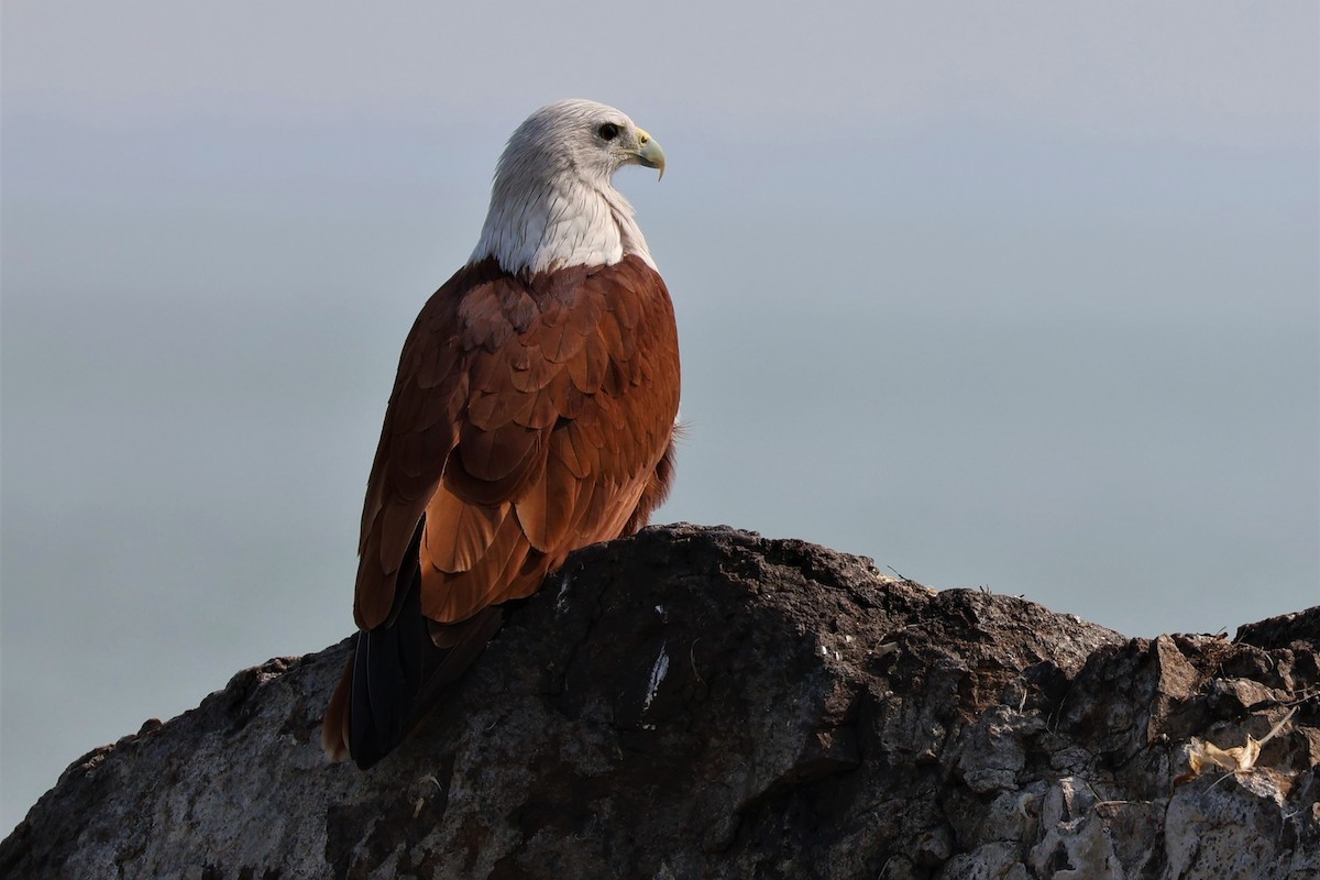 luňák bělohlavý - ML645034877