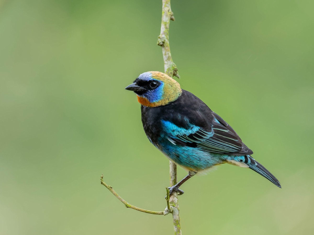 Золотистоголовая танагра - ML645034900