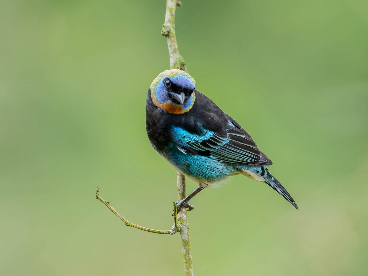 Золотистоголовая танагра - ML645034901