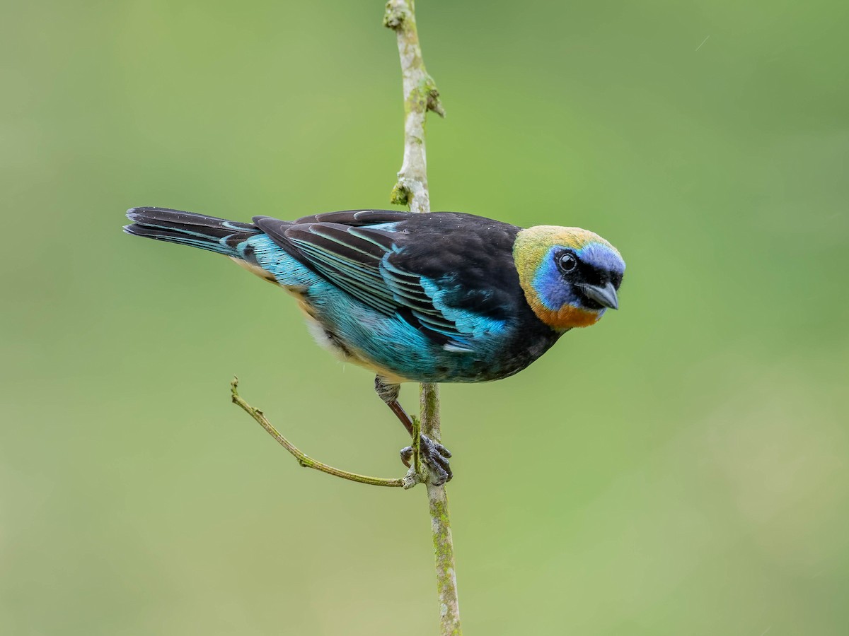 Золотистоголовая танагра - ML645034902