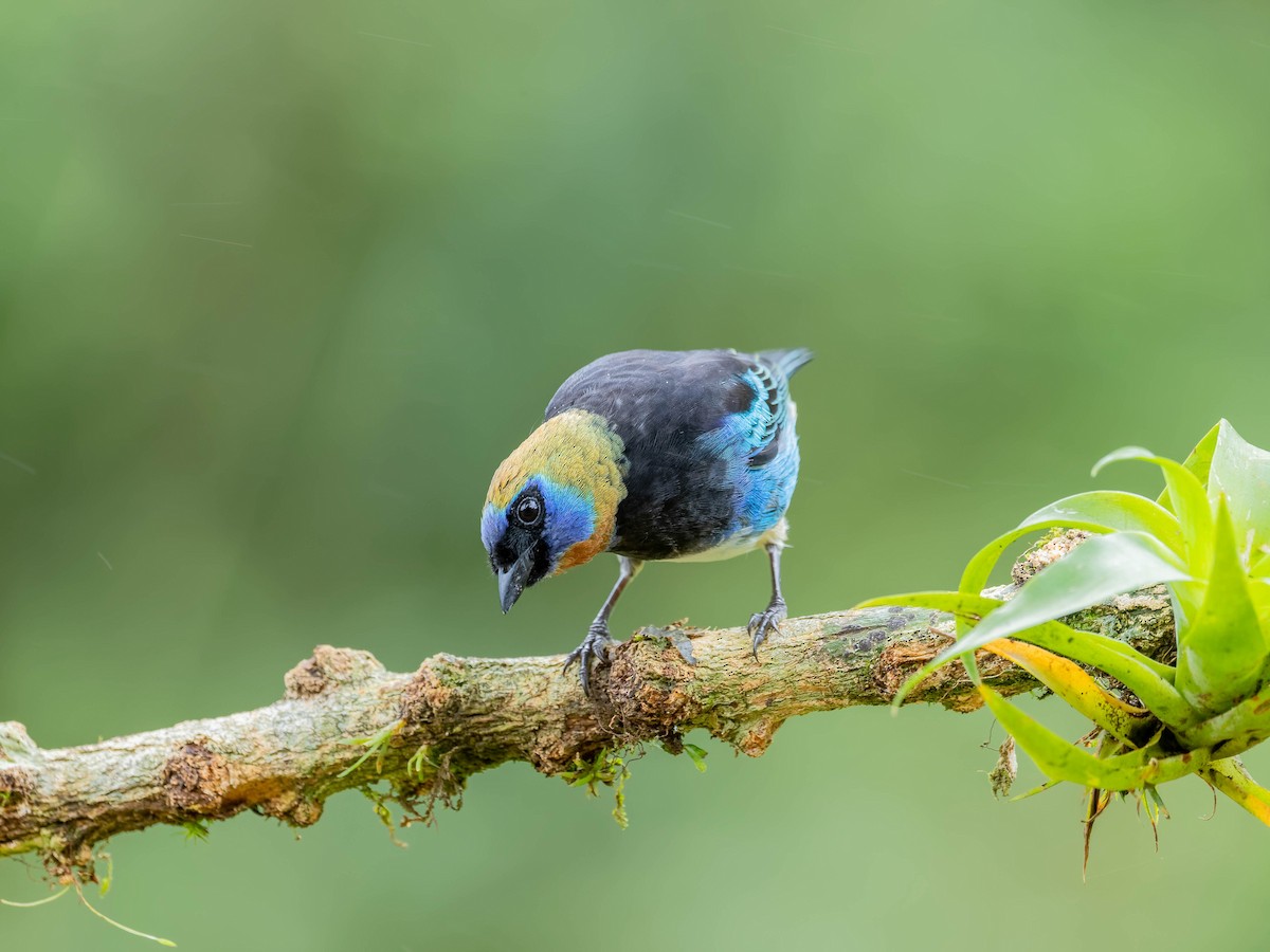 Золотистоголовая танагра - ML645034903