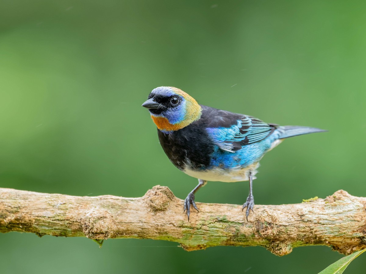 Золотистоголовая танагра - ML645034906