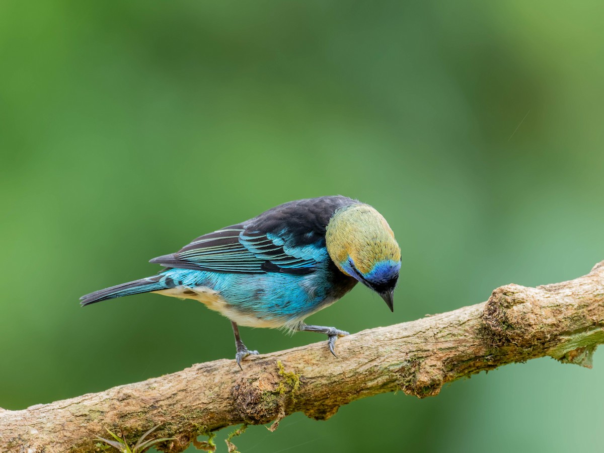 Золотистоголовая танагра - ML645034907