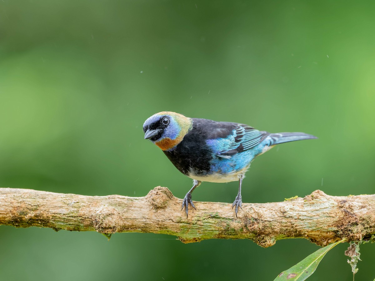 Золотистоголовая танагра - ML645034909