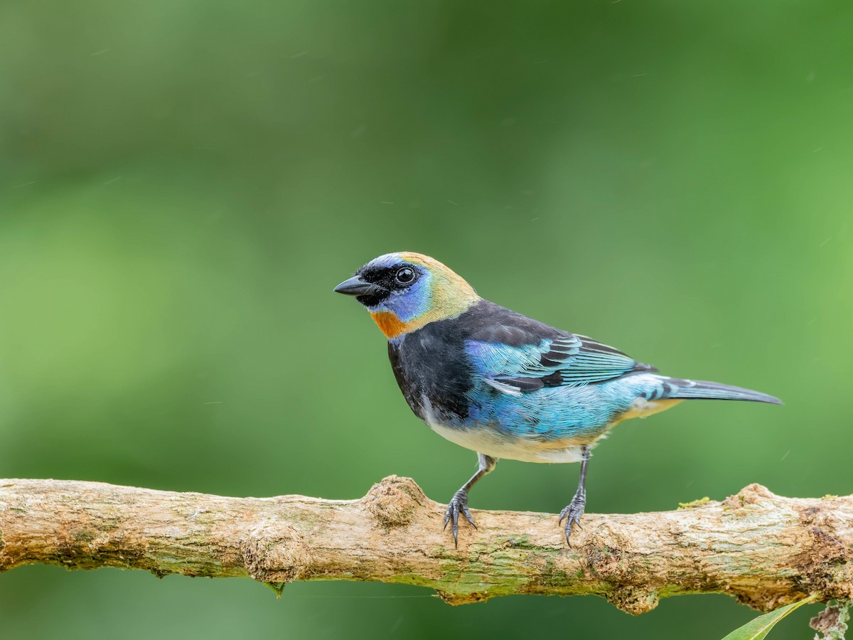 Золотистоголовая танагра - ML645034910