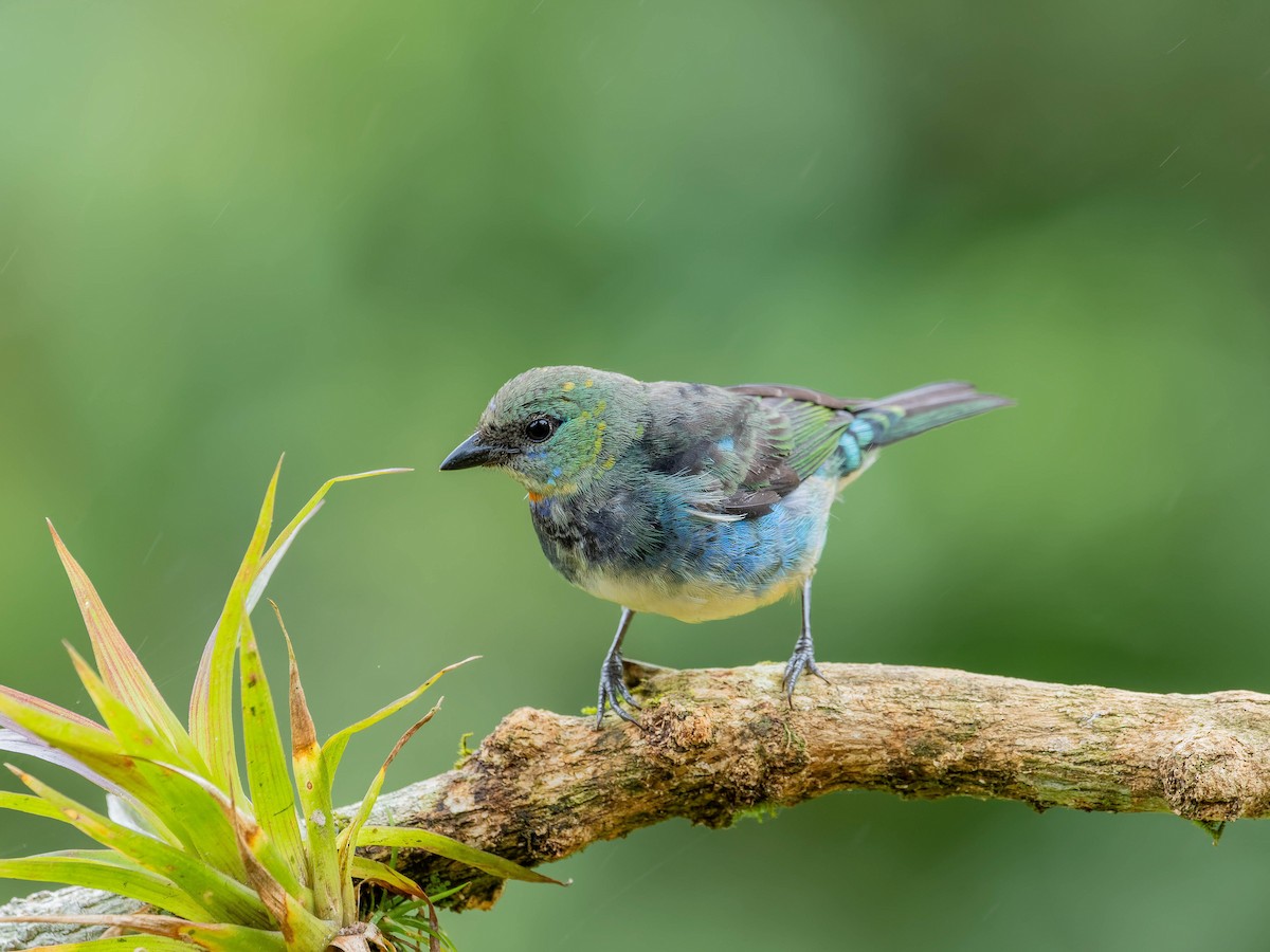 Золотистоголовая танагра - ML645034912