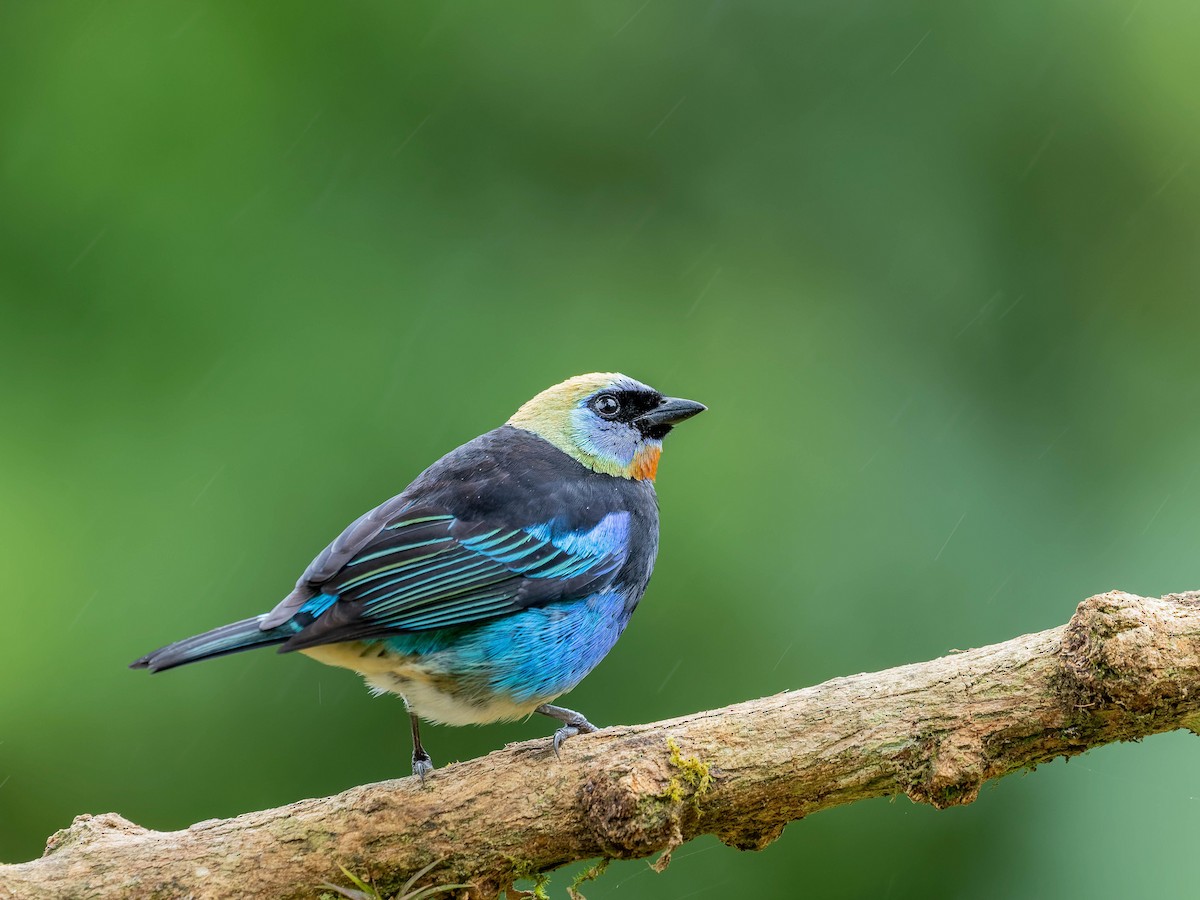 Золотистоголовая танагра - ML645034913