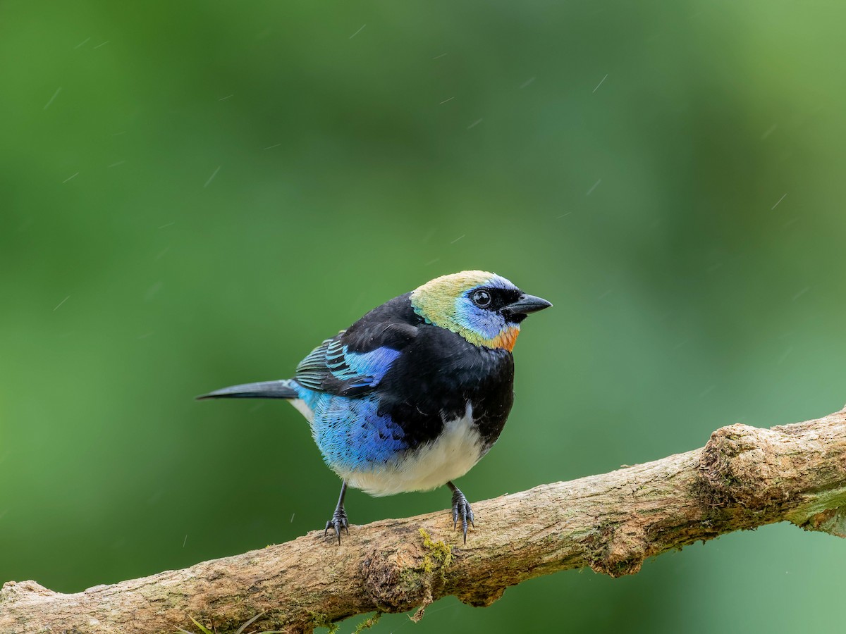 Золотистоголовая танагра - ML645034914