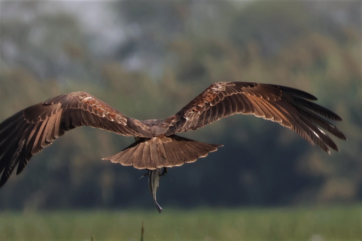 luňák hnědý - ML645034915