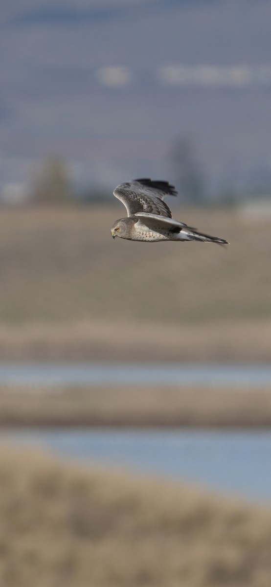 Лунь американський - ML645034936