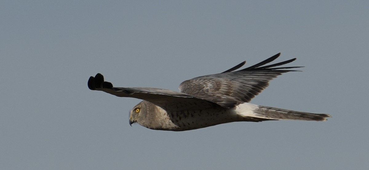 Лунь американський - ML645034937