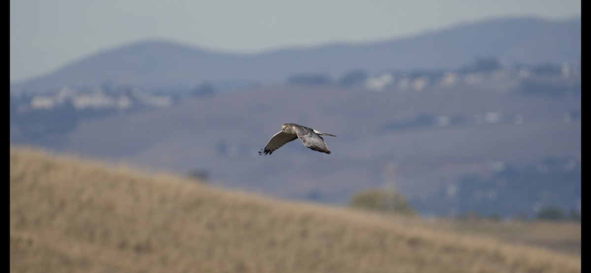 Лунь американський - ML645034938