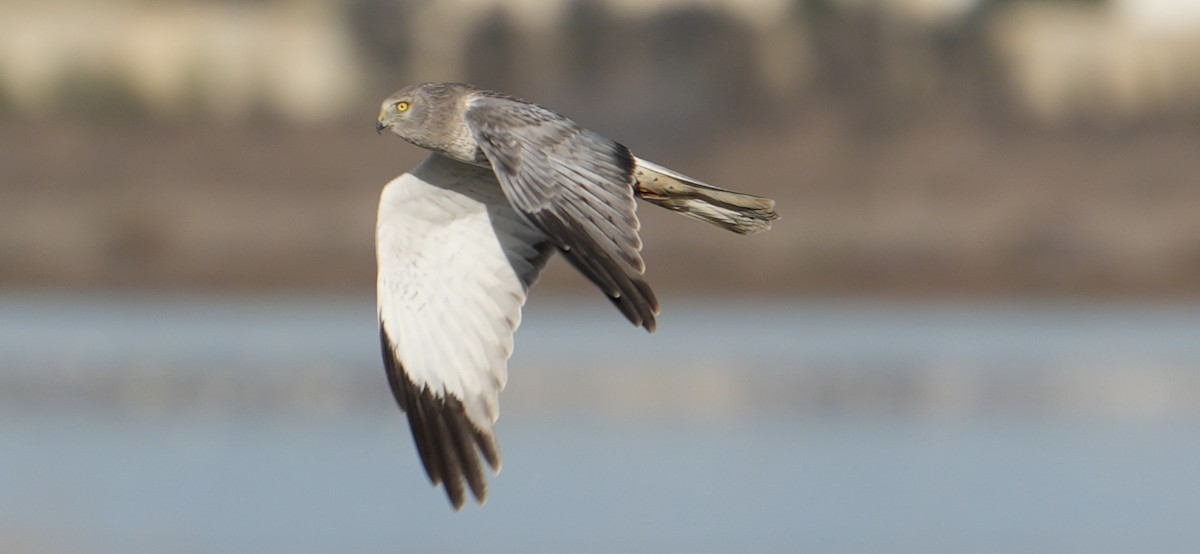 Лунь американський - ML645034939