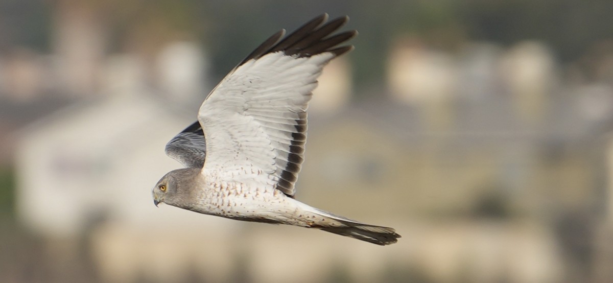 Лунь американський - ML645034940