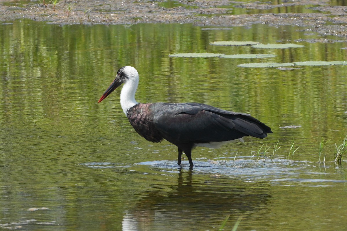 חסידה לבנת-גרון אפריקאית - ML645034945