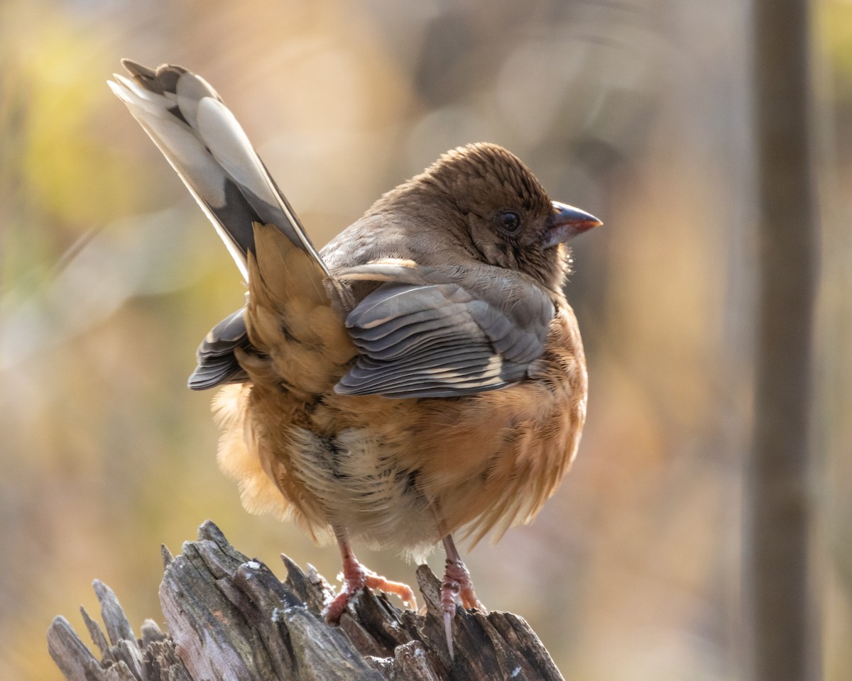 Eastern Towhee - ML645034946