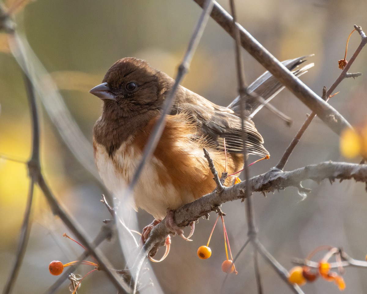 Eastern Towhee - ML645034947
