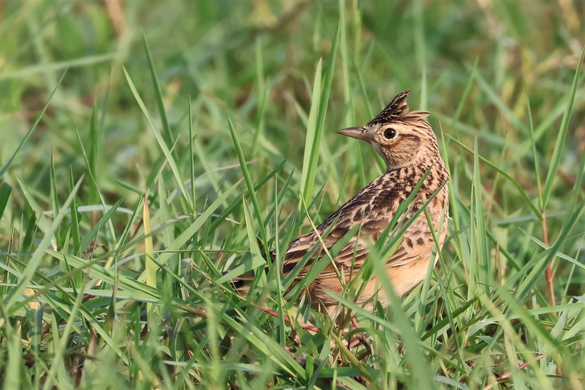 skřivan východní - ML645034964