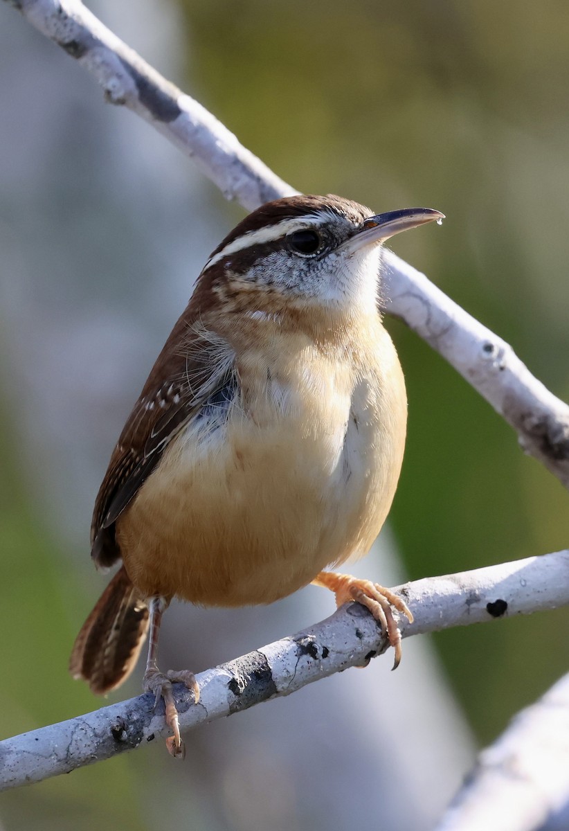 Carolina Wren - ML645034969
