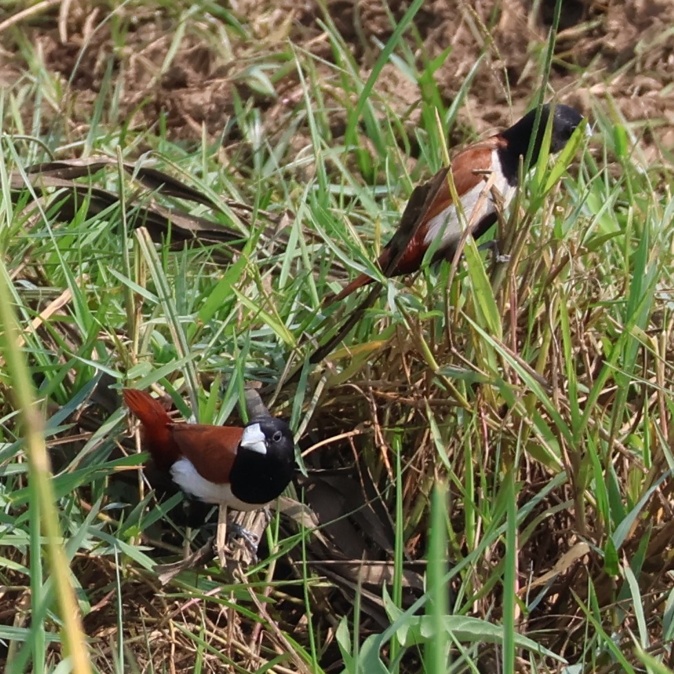 panenka tříbarvá - ML645034996
