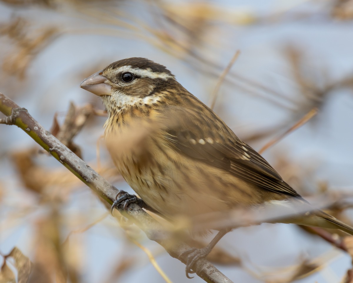 Rose-breasted Grosbeak - ML645035031
