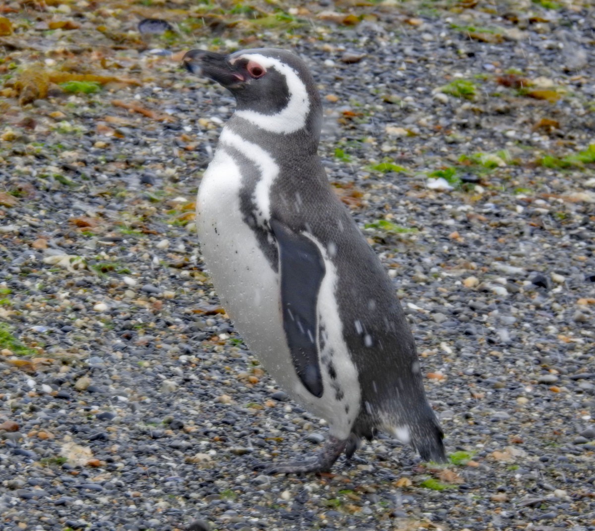 Magellanpinguin - ML645035039