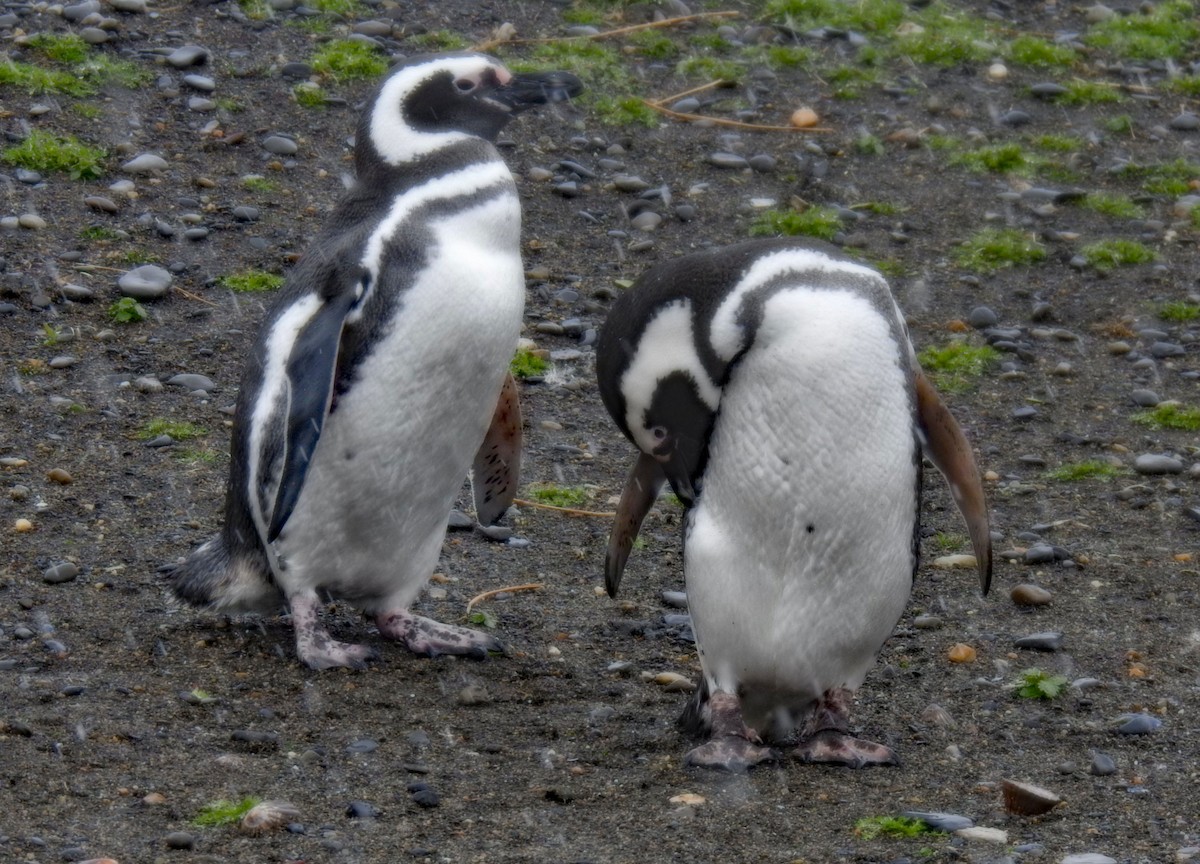 Magellanpinguin - ML645035040