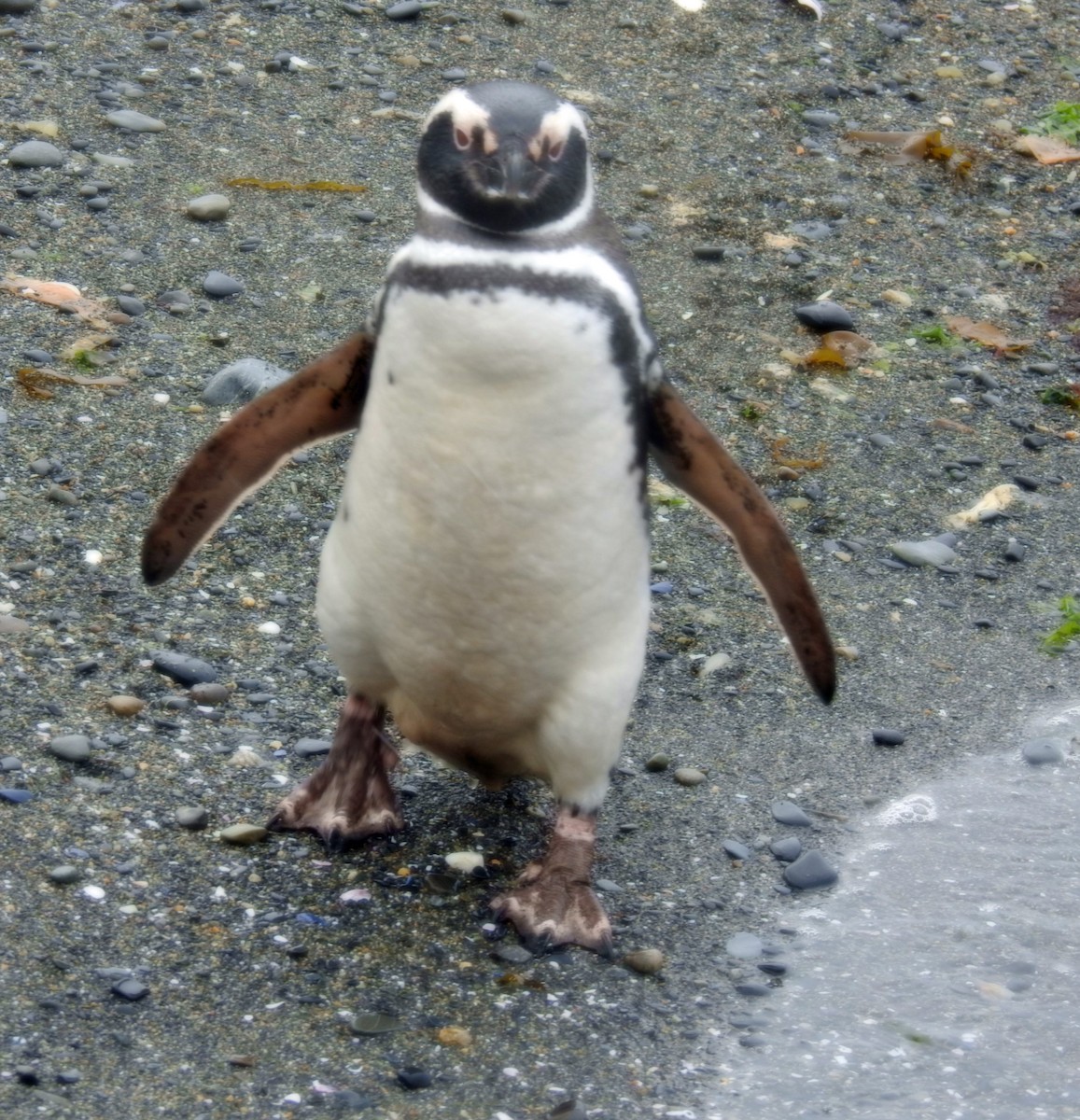 Magellanpinguin - ML645035041
