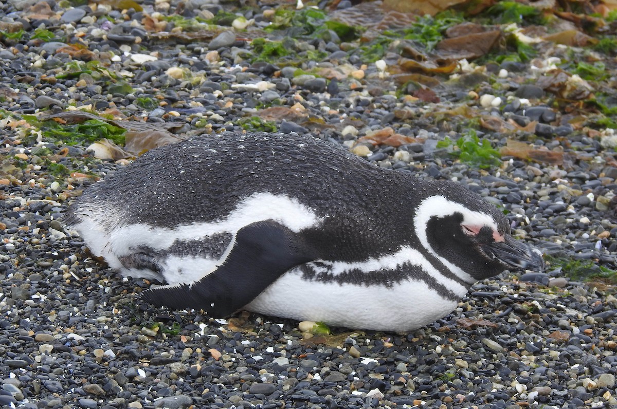 Magellanpinguin - ML645035048