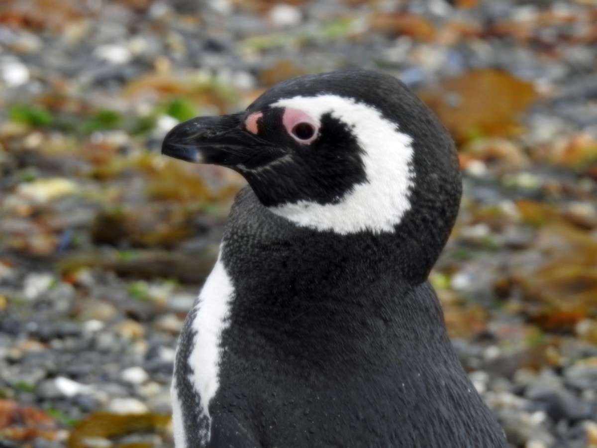 Magellanpinguin - ML645035076