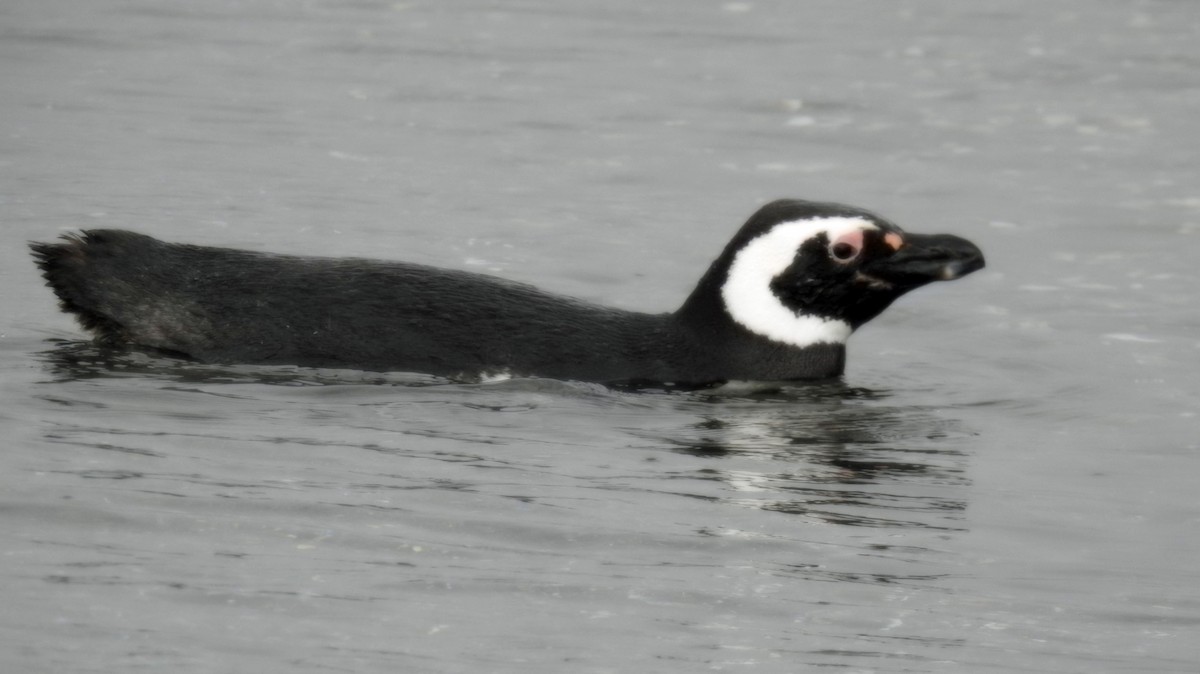 Magellanpinguin - ML645035087